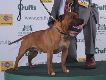 2008 SBT BOB crufts